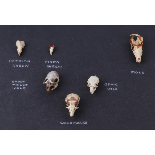 345 - Taxidermy.  A group of museum style mammal skulls to include rabbit, red squirrel, mink and small ti... 