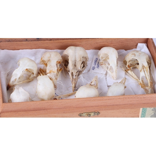 346 - Taxidermy.  A group of museum style bird skulls to include gannet, black backed gull, red leg partri... 