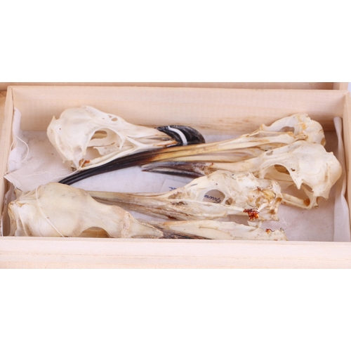 346 - Taxidermy.  A group of museum style bird skulls to include gannet, black backed gull, red leg partri... 