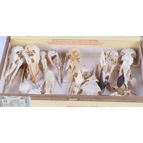 346 - Taxidermy.  A group of museum style bird skulls to include gannet, black backed gull, red leg partri... 