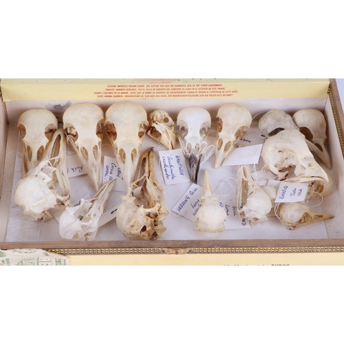 346 - Taxidermy.  A group of museum style bird skulls to include gannet, black backed gull, red leg partri... 