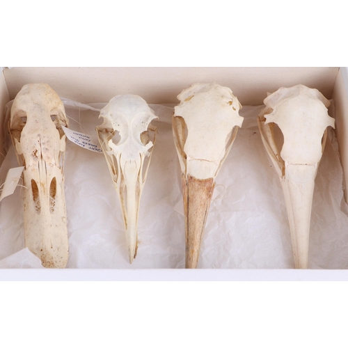 346 - Taxidermy.  A group of museum style bird skulls to include gannet, black backed gull, red leg partri... 