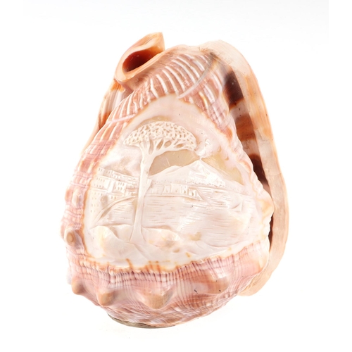 412 - A pair of conch shells, each carved with a cameo depicting a classical scene, each 12cms high (2).