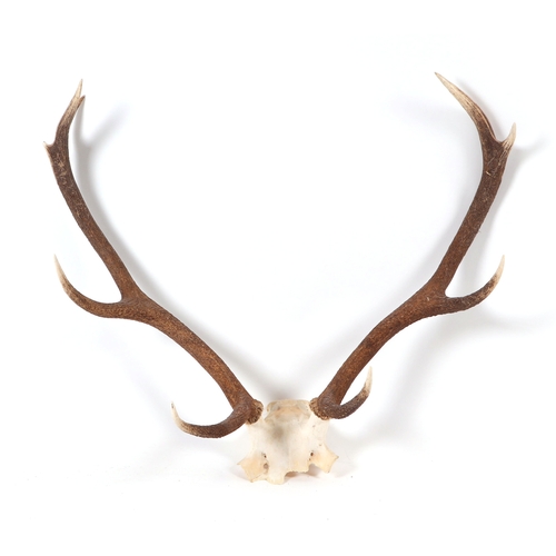 347 - A pair of 10 point stag antlers and half skull; together with two similar (3).