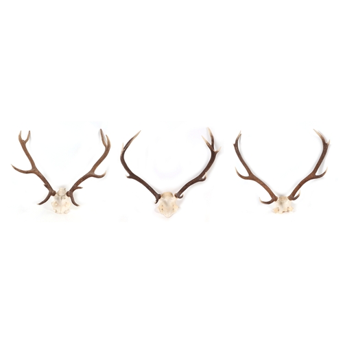 347 - A pair of 10 point stag antlers and half skull; together with two similar (3).