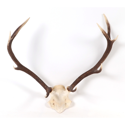 347 - A pair of 10 point stag antlers and half skull; together with two similar (3).