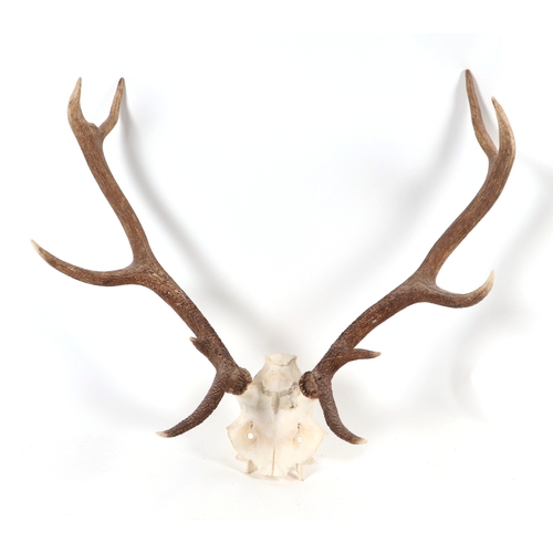 347 - A pair of 10 point stag antlers and half skull; together with two similar (3).