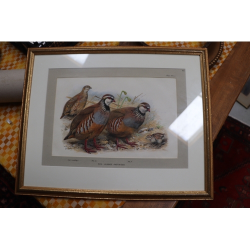 139 - G E Lodge (British 1860-1954) - Study of a Red-Legged Partridge - watercolour, signed lower left, 36... 