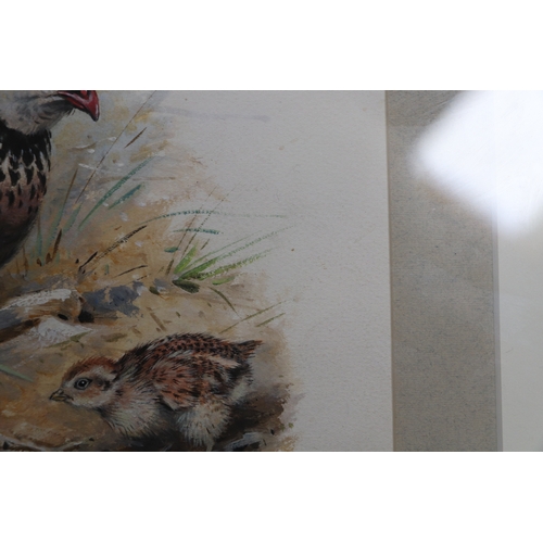 139 - G E Lodge (British 1860-1954) - Study of a Red-Legged Partridge - watercolour, signed lower left, 36... 