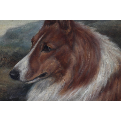 128 - Early 20th century British - Head & Shoulder Portrait of a Rough Haired Collie in a Landscape - 20 b... 