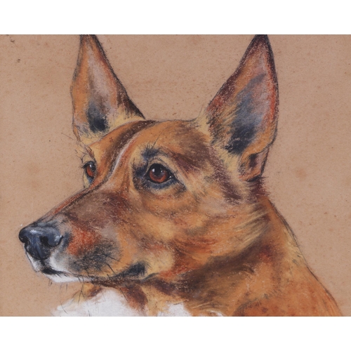 129 - Marjorie Cox (British 1915-2003) - Portrait of a Corgi - pastel, signed lower right, 20 by 25cms, fr... 