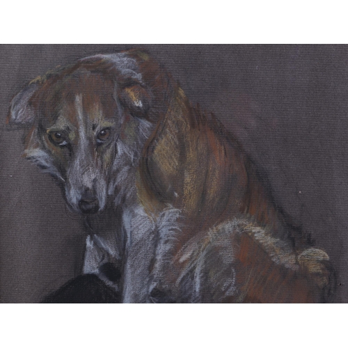 130 - Anna Fraser (modern British) - Portrait of a Bitch and her Pups - pastel, signed lower right, 21 by ... 