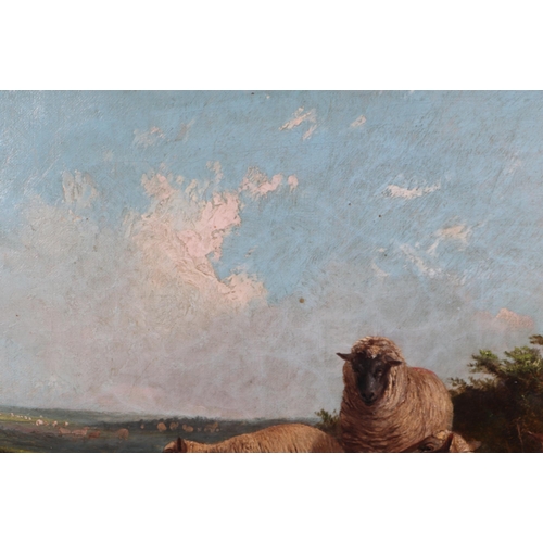 146 - 19th century English school - A Small Flock of Sheep in a Rural Landscape - oil on canvas, monogramm... 