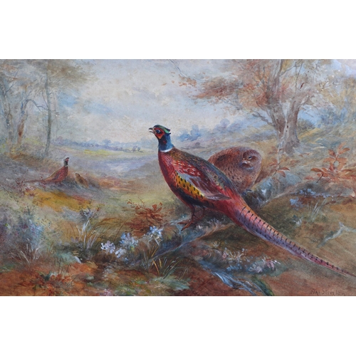 159 - James Stinton (1870-1961) - Cock and Hen Pheasants in an Autumn Landscape - watercolour heightened w... 