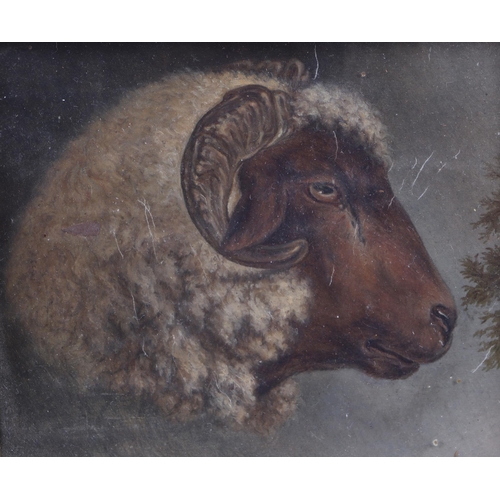 186 - English school - profile of a rams head, watercolour, 13 by 11cms, framed & glazed.