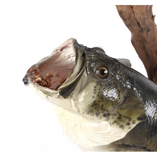 271 - Taxidermy.  A bass mounted on a log, bearing plaque 'Mark Davies 7lb Bass 3-23-86 Lenzburg IL', appr... 