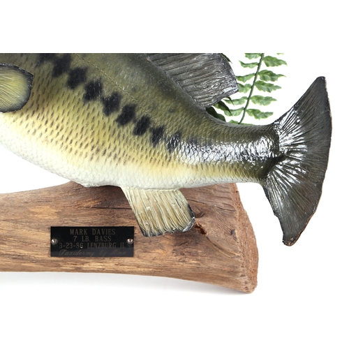 271 - Taxidermy.  A bass mounted on a log, bearing plaque 'Mark Davies 7lb Bass 3-23-86 Lenzburg IL', appr... 