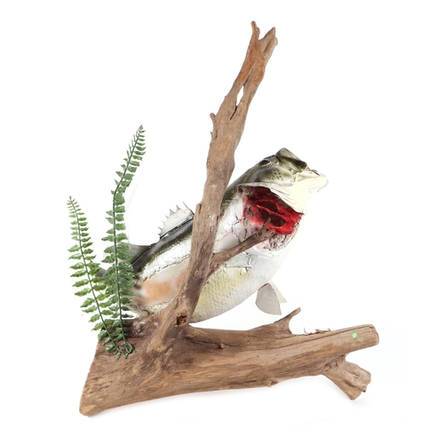 271 - Taxidermy.  A bass mounted on a log, bearing plaque 'Mark Davies 7lb Bass 3-23-86 Lenzburg IL', appr... 