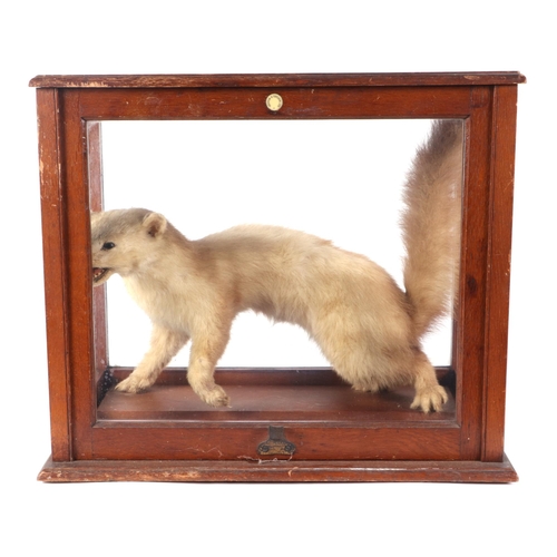 272 - Taxidermy.  An albino pole cat, cased, 46cms wide.