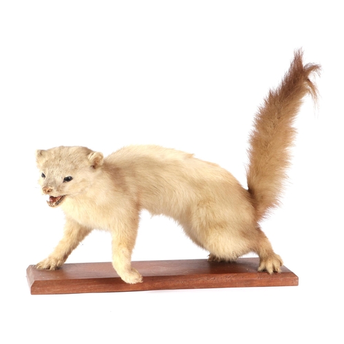 272 - Taxidermy.  An albino pole cat, cased, 46cms wide.