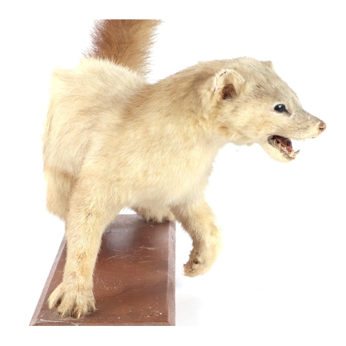 272 - Taxidermy.  An albino pole cat, cased, 46cms wide.