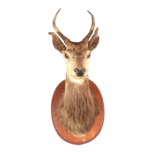 273 - Taxidermy.  A Sika head and shoulders mounted on an oak plinth, approx 100cms high.