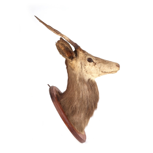 273 - Taxidermy.  A Sika head and shoulders mounted on an oak plinth, approx 100cms high.