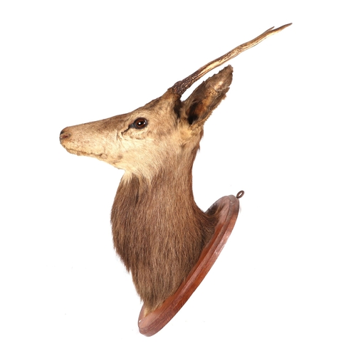 273 - Taxidermy.  A Sika head and shoulders mounted on an oak plinth, approx 100cms high.