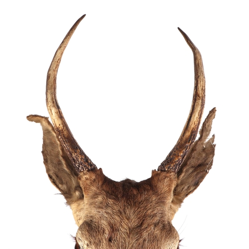 273 - Taxidermy.  A Sika head and shoulders mounted on an oak plinth, approx 100cms high.