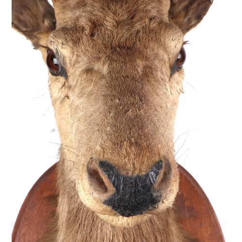 273 - Taxidermy.  A Sika head and shoulders mounted on an oak plinth, approx 100cms high.