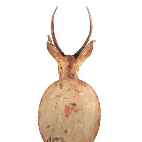 273 - Taxidermy.  A Sika head and shoulders mounted on an oak plinth, approx 100cms high.