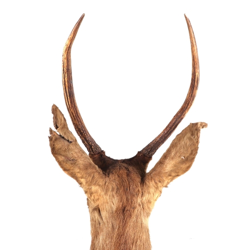 273 - Taxidermy.  A Sika head and shoulders mounted on an oak plinth, approx 100cms high.