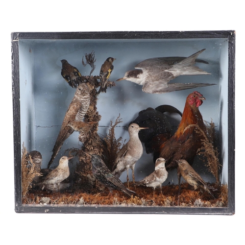 274 - Taxidermy.  A tableau of twelve birds to include a game cock bird, goldfinches and a cuckoo, cased, ... 