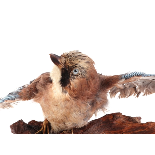 276 - Taxidermy.  A Jay mounted on a wooden stump, approx 40cms wingspan.