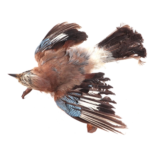 276 - Taxidermy.  A Jay mounted on a wooden stump, approx 40cms wingspan.