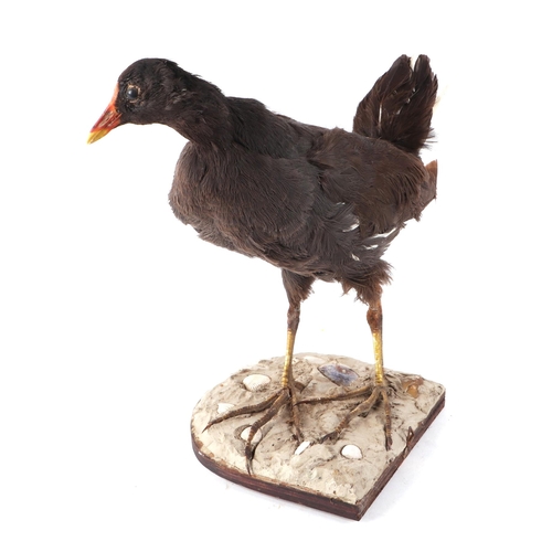 277 - Taxidermy.  A Moorhen mounted on a plinth, approx 27cms high.