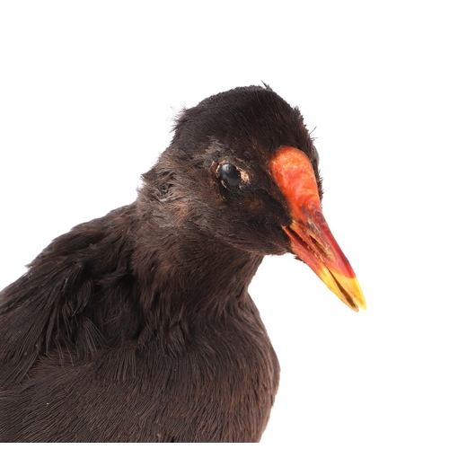 277 - Taxidermy.  A Moorhen mounted on a plinth, approx 27cms high.