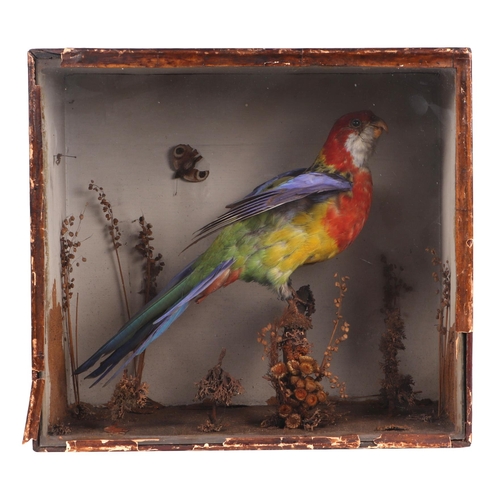 278 - Taxidermy.  A Kakariki parrot in a naturalistic setting, cased, 34cms wide.