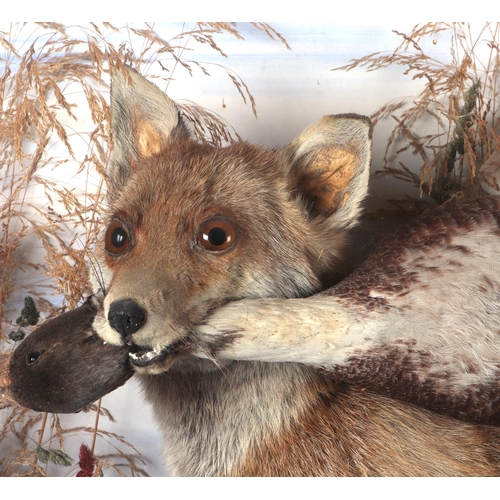 279 - Taxidermy:  A fox carrying away a duck in his mouth, set within a naturalistic setting, cased, 108cm... 