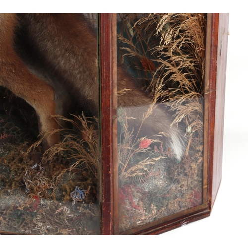 279 - Taxidermy:  A fox carrying away a duck in his mouth, set within a naturalistic setting, cased, 108cm... 