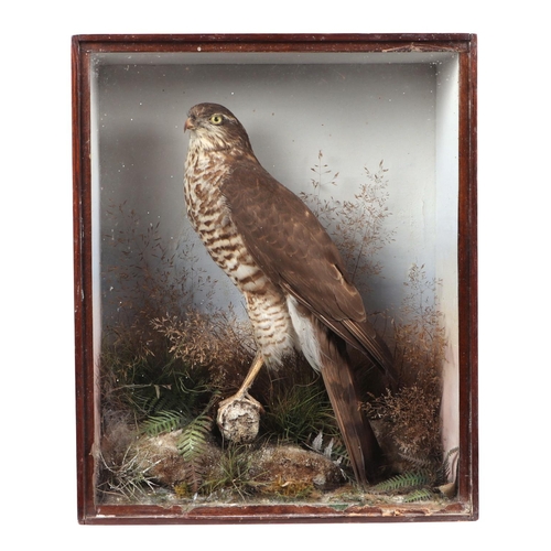 280 - Taxidermy:  An early 20th century  sparrow hawk within a naturalistic setting, cased, 32cms wide.