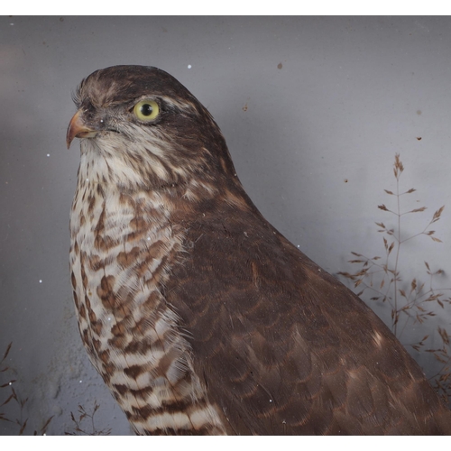 280 - Taxidermy:  An early 20th century  sparrow hawk within a naturalistic setting, cased, 32cms wide.