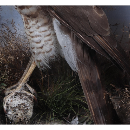 280 - Taxidermy:  An early 20th century  sparrow hawk within a naturalistic setting, cased, 32cms wide.