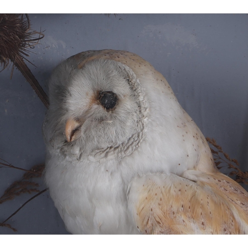 281 - Taxidermy:  A barn owl perched on a branch within a naturalistic setting, cased, 38cms wide.