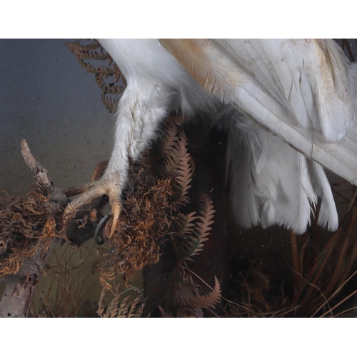 281 - Taxidermy:  A barn owl perched on a branch within a naturalistic setting, cased, 38cms wide.