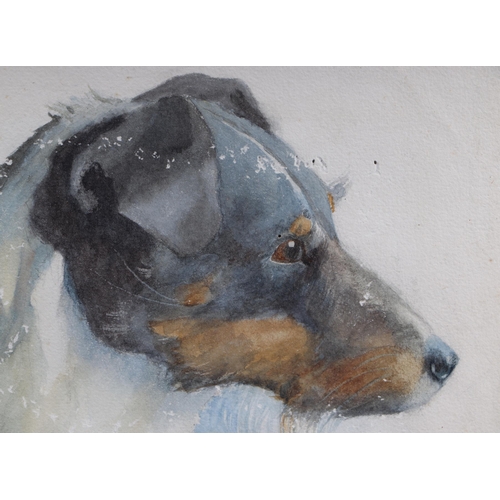 211 - Joanna Saunt (early 20th century British) - Mark - study of a Jack Russell, signed lower left, water... 