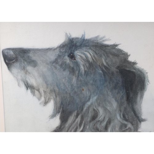 212 - Joanna Saunt (early 20th century British) - Finn - study of a Wolfhound Lurcher, signed lower right,... 