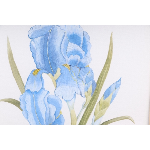 143 - 20th century school - Study of Blue Irises - initialled 'MCT' and dated '97 lower right, watercolour... 