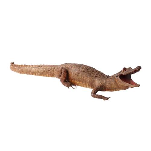 1618 - Taxidermy.  Study of a juvenile Caiman, 72cms long.