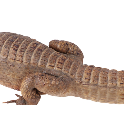 1618 - Taxidermy.  Study of a juvenile Caiman, 72cms long.